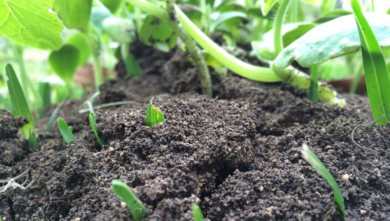 Cultures économiques Fonds Gros Monard Monade pour la culture