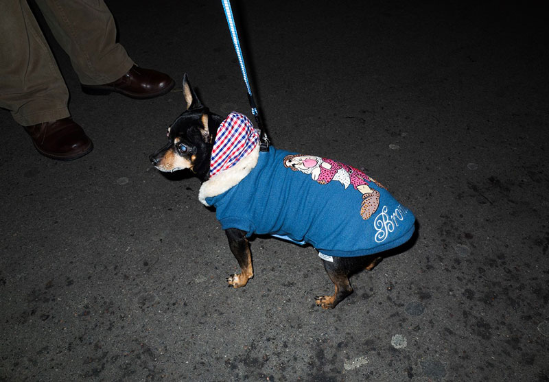 sans titre chien au costume de nain Robin Lopvet Fonds Gros MM pour la culture